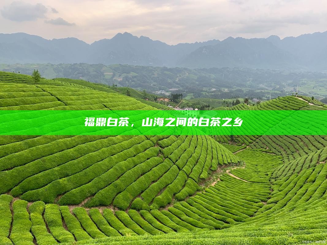 福鼎白茶，山海之间的白茶之乡